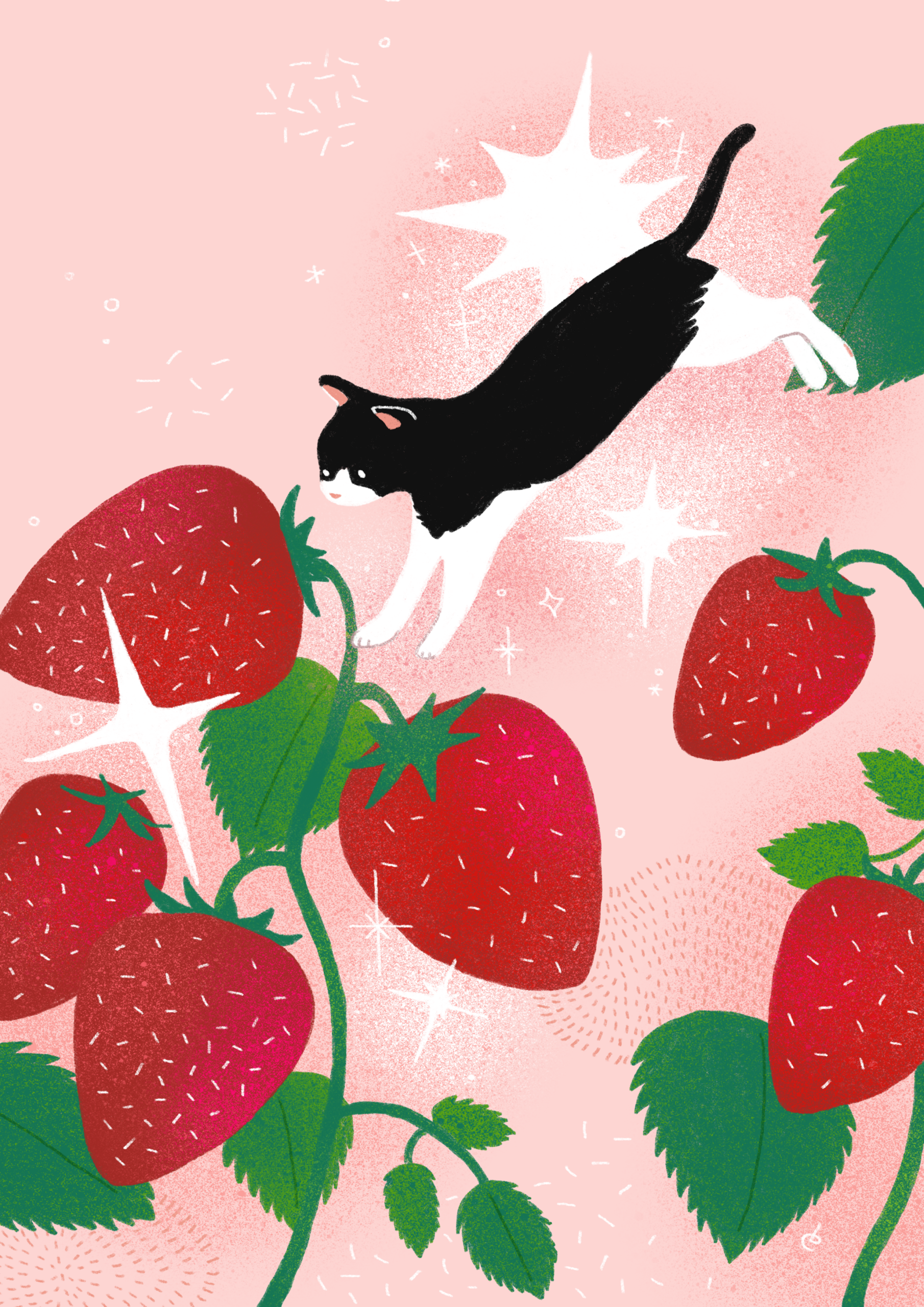 The cat and strawberries